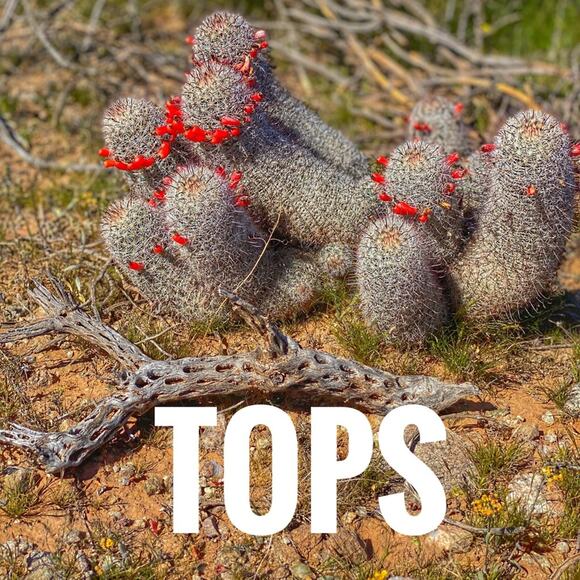 Tops - Picture 1 of 1